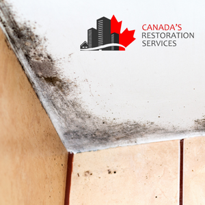 How to Safely Approach Bathroom Mold Removal Toronto | CRS